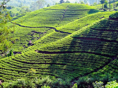 Teeplantagen im Hochland