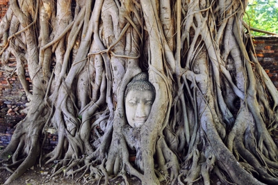 Thaliands wohl beruehmtestes Gesicht in Ayutthaya