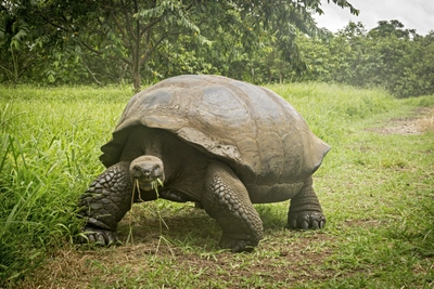 Riesenschildkroete Santa Cruz