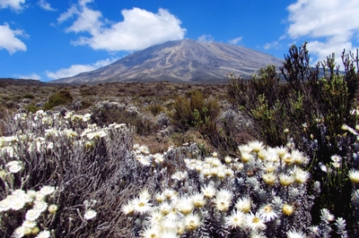 Disteln vor dem Kilimanjaro_2