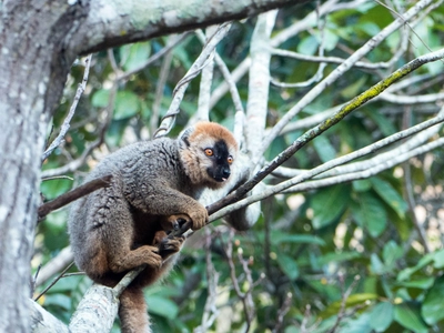 Madagaskar-Isalo-Lemur-mit-Zunge