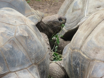 Aldabra Schildkröten