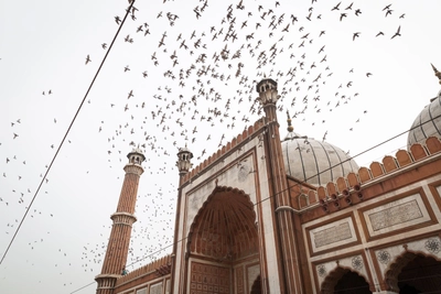 Vogelschwarm in Delhi