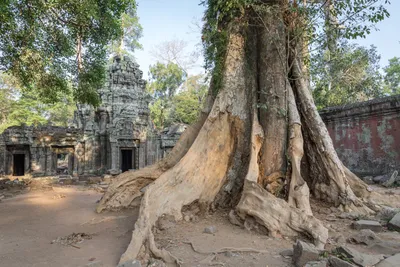 Mächtige Wurzeln am  Ta Prohm Tempel in Angkor