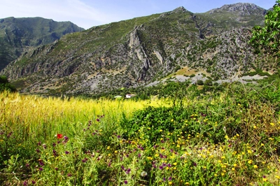 Rif Gebirge Chefchaouen Blumen