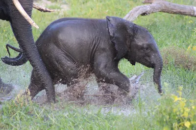 Botswana-Elefantenbaby-Makgadikgadi