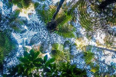 Riesige Farne im Redwood-Wald