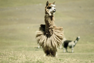 Lama 2