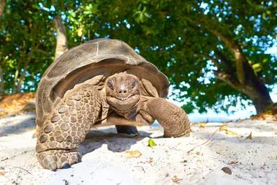 Riesenschildkröte