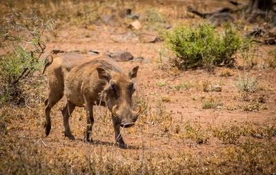 Südafrika-Krüger-Nationalpark-Warzenschwein