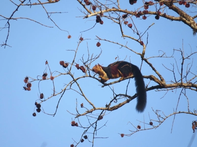 indisches Königsriesenhörnchen