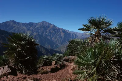 Trekking Toubkal Bergpalme