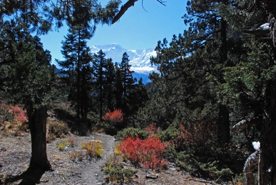 Nepal-Zustieg-Chulu-Far-East-Pinienwald