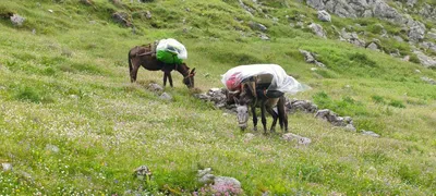 Packesel auf dem Weg