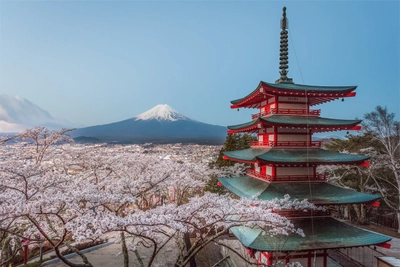 Fuji und Pagode während der Kirschblüte