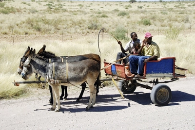 Eselkutsche Namibia