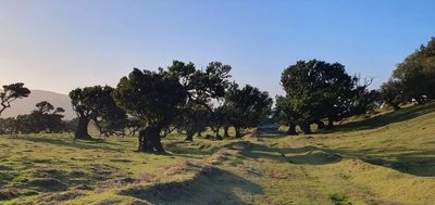 Wald von Fanal