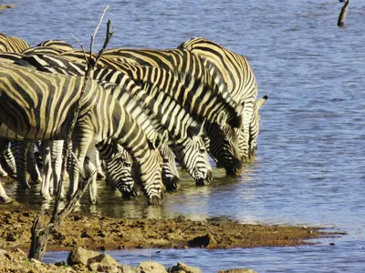 Zebras im Nationalpark