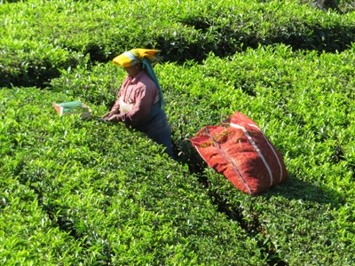 Pflückerin auf einer Teeplantage