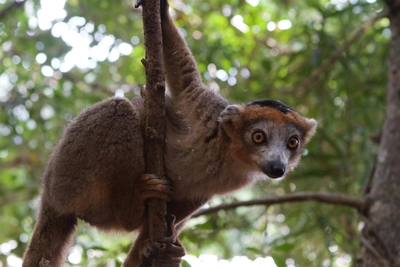 Brauner_Lemur_am_Baum