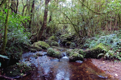 Bachlauf Marangu Route