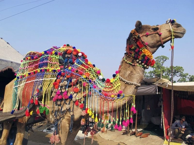 Pushkar Fest