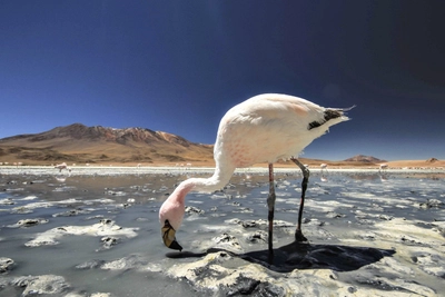 Chile - Flamingos in der Laguna Edionda_2