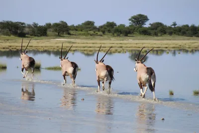 Botswana-Oryx-im-Nxai-pan