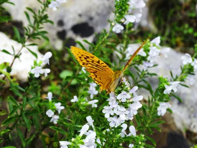 Schmetterling auf einer Blume 2