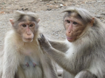 Makaken im Periyar Nationalpark