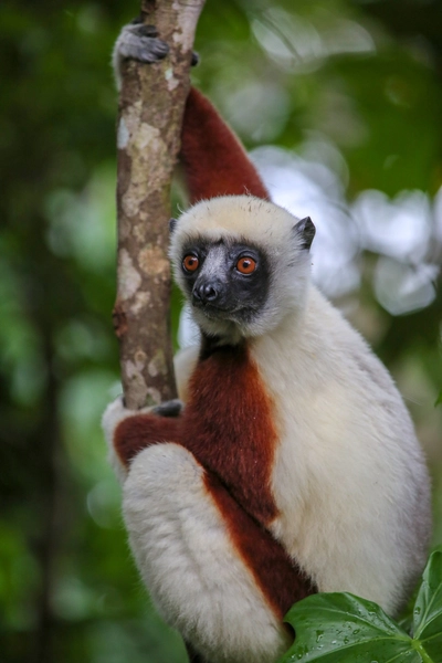 Madagaskar-Sifaka-Plamrium