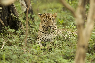 Leopard im Wilpattu Nationalpark