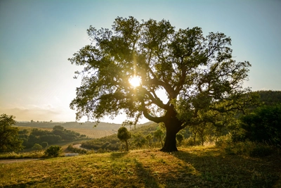 Korkbaum im Alentejo