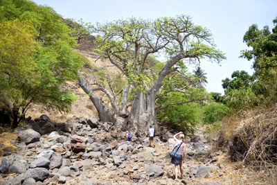 Baobab im Ribeira Tal_2