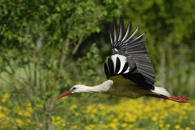 Fliegender Storch