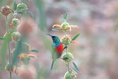 Südafrika-Kolibri-an-der-Pflanze