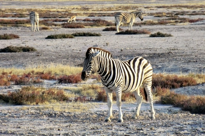 Zebras auf der Salzpfanne_2