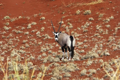 Oryx in der Namib_2