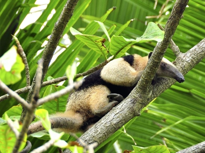  Corcovado Ameisenbaer