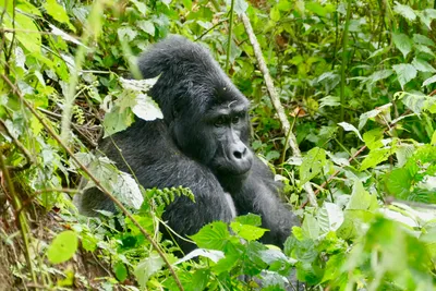 Gorilla Tracking in Uganda