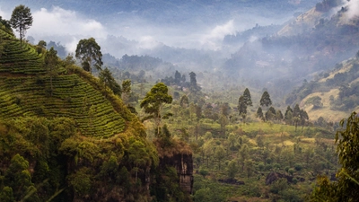 Teeplantagen im Bergland von Nuwara Eliya