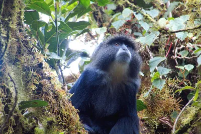 Affe am Kilimanjaro