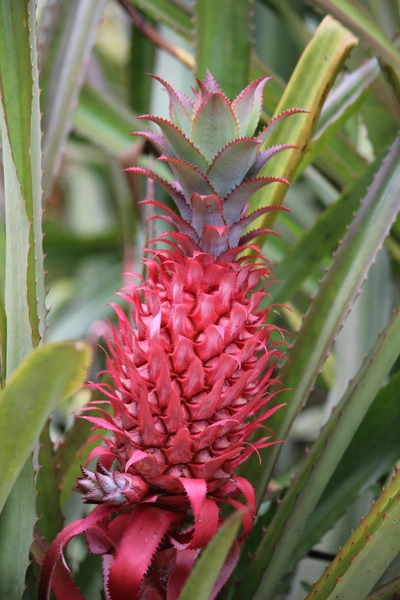 Rote Ananas