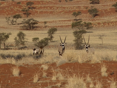 Oryxantilopen in der Namib