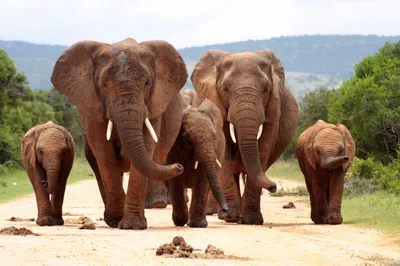 Eine Elefantenherde im Addo Elephant National Park, Eastern Cape, Südafrika