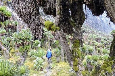 Senezien im Ruwenzori-Gebirge