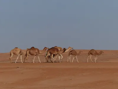 Oman-Wahiba-Sands-Kamele