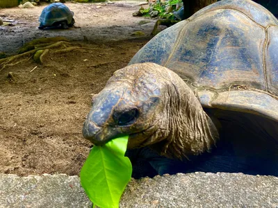 Aldabra Riesenschildkröte