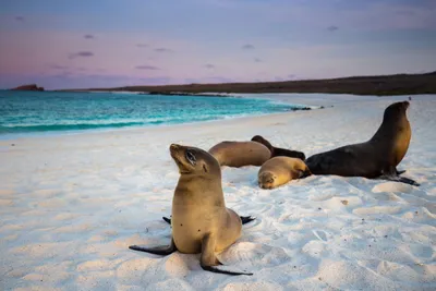 Ecuador - Robben auf Galápagos