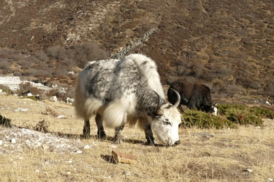 Yaks beim Grasen